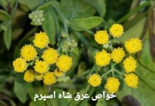 عرق شاه اسپرم : فواید شگفت انگیز عرق شاه اسپرم (2 نکته مهم)