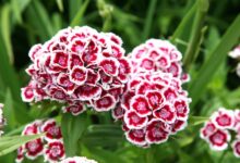 گیاه قرنفل : ۲۰ خاصیت شگفت انگیز مصرف گیاه میخک برای سلامتی (2 نکته مهم)