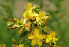 ۱۰ خاصیت شگفت انگیز گل ماهور (خرگوشک) در طب سنتی (2 نکته مهم)