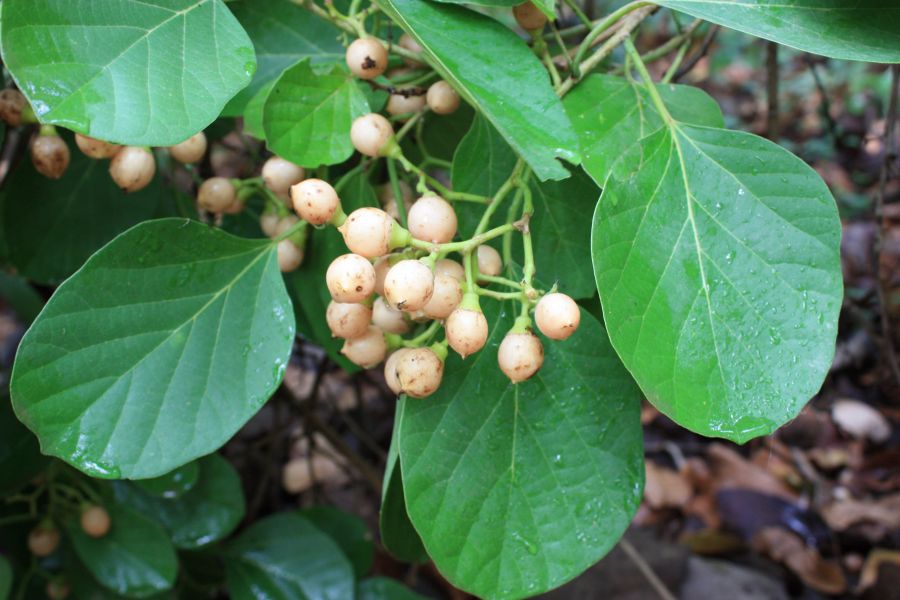 خواص بی نظیر سپستان (انبو) در طب سنتی (2 نکته مهم) خواص بی نظیر سپستان (انبو) در طب سنتی (2 نکته مهم)