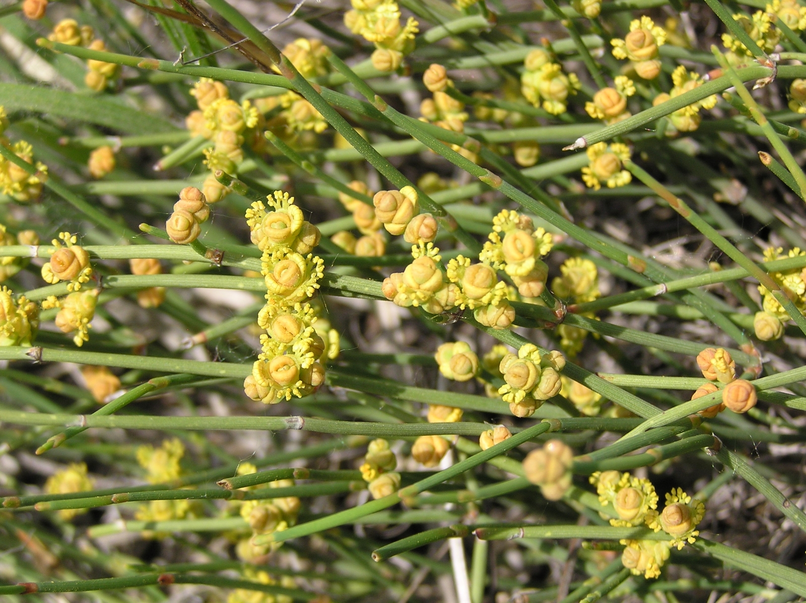 ۶۰ مورد از خواص و فواید دارویی و درمانی گیاه افسنطین (افسنتین) (2 نکته مهم)