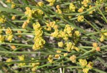 ۶۰ مورد از خواص و فواید دارویی و درمانی گیاه افسنطین (افسنتین) (2 نکته مهم)