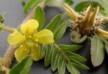 ۱۳ خاصیت حیرت انگیز گیاه خارخاسک برای درمان بیماری ها (2 نکته مهم)
