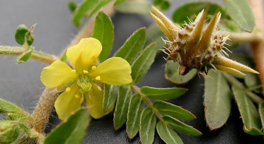 ۱۳ خاصیت حیرت انگیز گیاه خارخاسک برای درمان بیماری ها (2 نکته مهم) ۱۳ خاصیت حیرت انگیز گیاه خارخاسک برای درمان بیماری ها (2 نکته مهم)