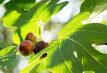 خواص برگ انجیر : ۱۶ خاصیت دارویی و درمانی برگ درخت انجیر (2 نکته مهم)