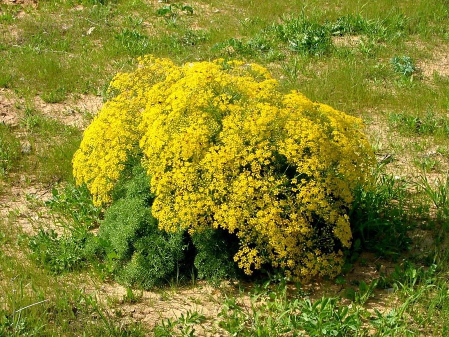 معرفی گیاه دارویی جاشیر و خواص آن (2 نکته مهم)