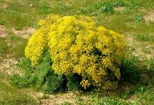 معرفی گیاه دارویی جاشیر و خواص آن (2 نکته مهم)