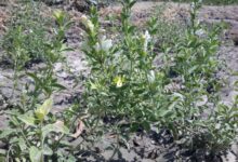 خواص زرین گیاه : فواید دارویی و درمانی زرین گیاه در طب سنتی (2 نکته مهم)