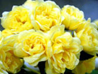 آبشار طلایی (2 نکته مهم)
