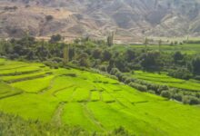 آدرس و تلفن خانه معلم باغملک + نحوه رزرو خانه معلم (+ تصاویر)