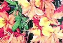 آزالیای نارنجی (2 نکته مهم)