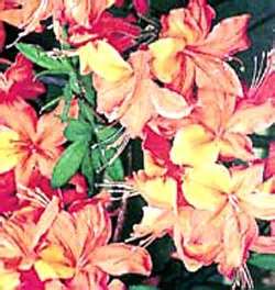 آزالیای نارنجی (2 نکته مهم)