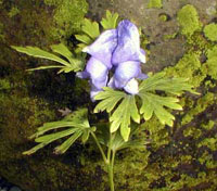 آقونیطون (2 نکته مهم) آقونیطون (2 نکته مهم)
