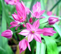 آلبوم گل درشت (پیاز بین‌النهرین) (2 نکته مهم)