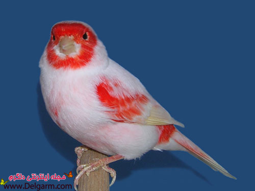 آموزش نگهداری وپرورش قناری (2 نکته مهم) آموزش نگهداری وپرورش قناری (2 نکته مهم)