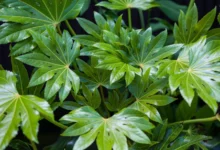 آموزش پرورش و نگهداری گیاه آپارتمانی آرالیا دروغین (2 نکته مهم)