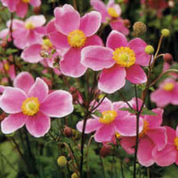 آنمون (2 نکته مهم) آنمون (2 نکته مهم)