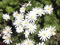 آنمون سفید (2 نکته مهم) آنمون سفید (2 نکته مهم)