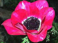 آنمون قرمز (2 نکته مهم)