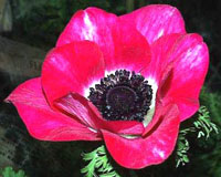 آنمون قرمز (2 نکته مهم) آنمون قرمز (2 نکته مهم)