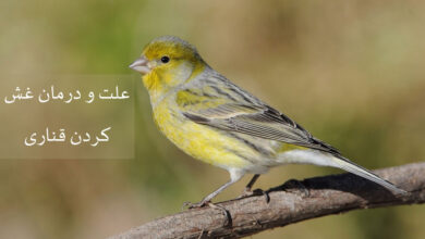 آیا غش کردن قناری خطرناک است؟ علت و درمان سریع (2 نکته مهم)