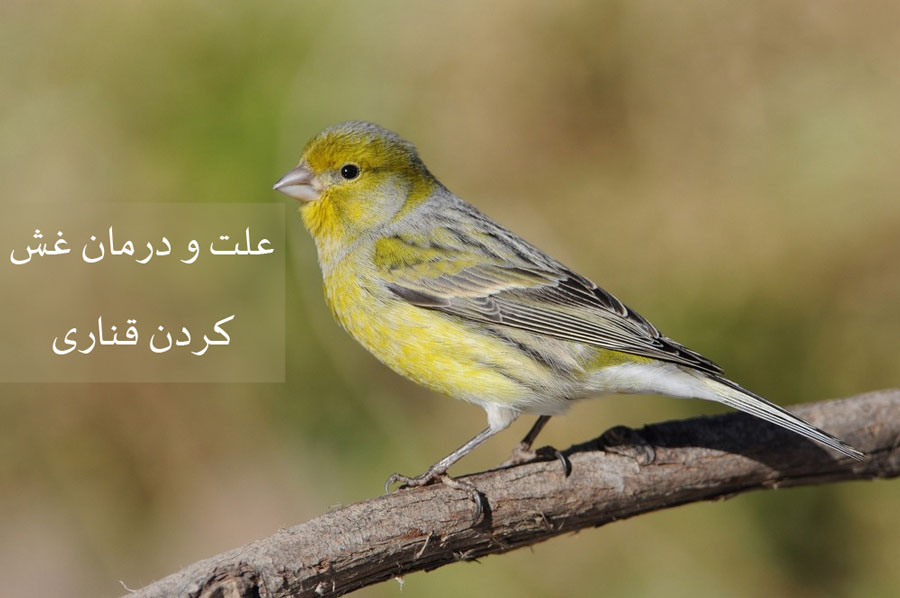 آیا غش کردن قناری خطرناک است؟ علت و درمان سریع (2 نکته مهم)