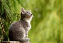 آیا می دانید کدام حیوانات پرده بکارت دارند ؟ (2 نکته مهم)