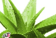 از معرفی تا کاشت و پرورش آلوئه ورا معجزه آسا (2 نکته مهم)