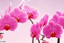 از گل ارکیده چه می دانید؟ (2 نکته مهم)