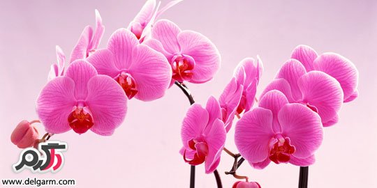 از گل ارکیده چه می دانید؟ (2 نکته مهم)