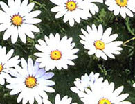 استئوسپرموم (2 نکته مهم)