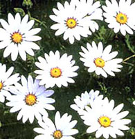 استئوسپرموم (2 نکته مهم)