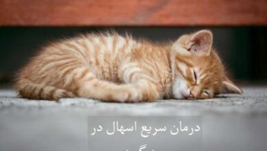 اسهال در بچه گربه :: علل و درمان سریع خانگی (2 نکته مهم)