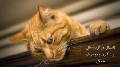 (اسهال در گربه) علل، پیشگیری و دو راه درمان خانگی موثر (2 نکته مهم)
