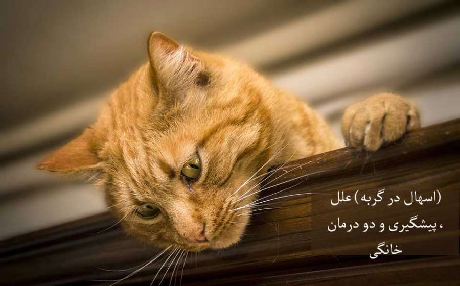 (اسهال در گربه) علل، پیشگیری و دو راه درمان خانگی موثر (2 نکته مهم) (اسهال در گربه) علل، پیشگیری و دو راه درمان خانگی موثر (2 نکته مهم)