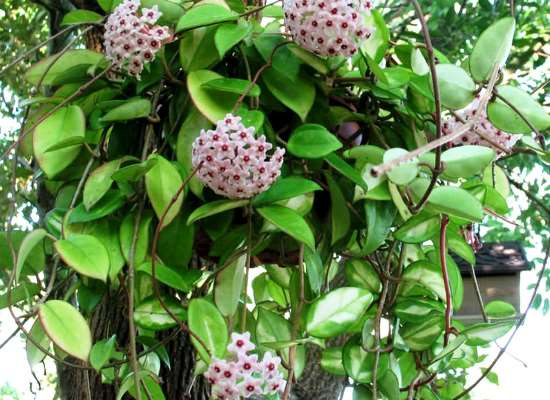 اصول نگهداری و پرورش گیاه آپارتمانی شمعی (2 نکته مهم)