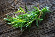 اصول کاشت و برداشت ترخون  (2 نکته مهم)