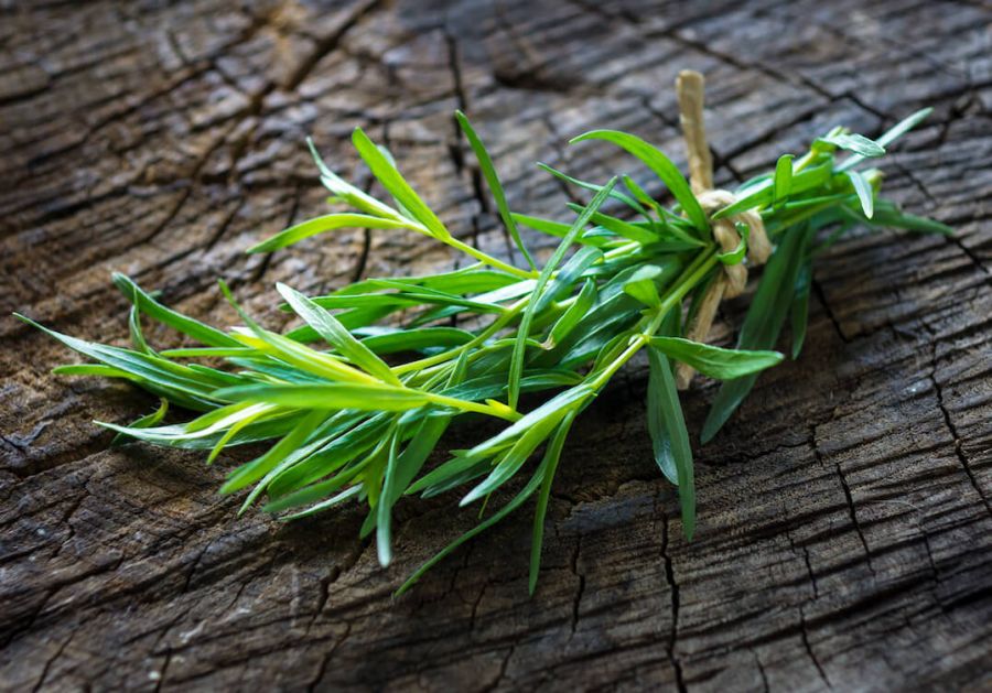 اصول کاشت و برداشت ترخون  (2 نکته مهم)