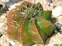 افوربیا (2 نکته مهم)