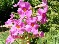 اینکارویله‌آ (2 نکته مهم)