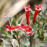 باواردیا (2 نکته مهم)