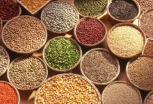 بذر چیست و روش های کاشت آن چگونه است ؟