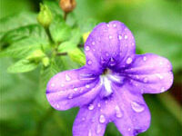 برووالیا (2 نکته مهم)