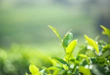 برگ چای و مزیت باور نکردنی آن (2 نکته مهم)