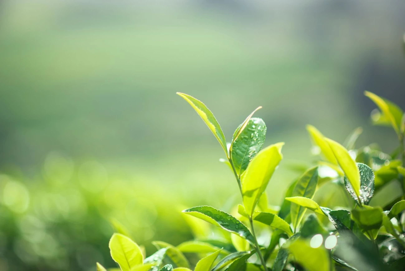 برگ چای و مزیت باور نکردنی آن (2 نکته مهم) برگ چای و مزیت باور نکردنی آن (2 نکته مهم)