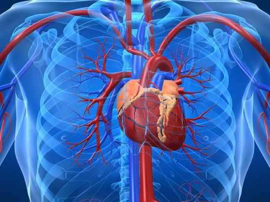 بزرگ شدن قلب چیست؟با علائم و دلایل بیماری بزرگی قلب آشنا هستید؟ (2 نکته مهم) بزرگ شدن قلب چیست؟با علائم و دلایل بیماری بزرگی قلب آشنا هستید؟ (2 نکته مهم)