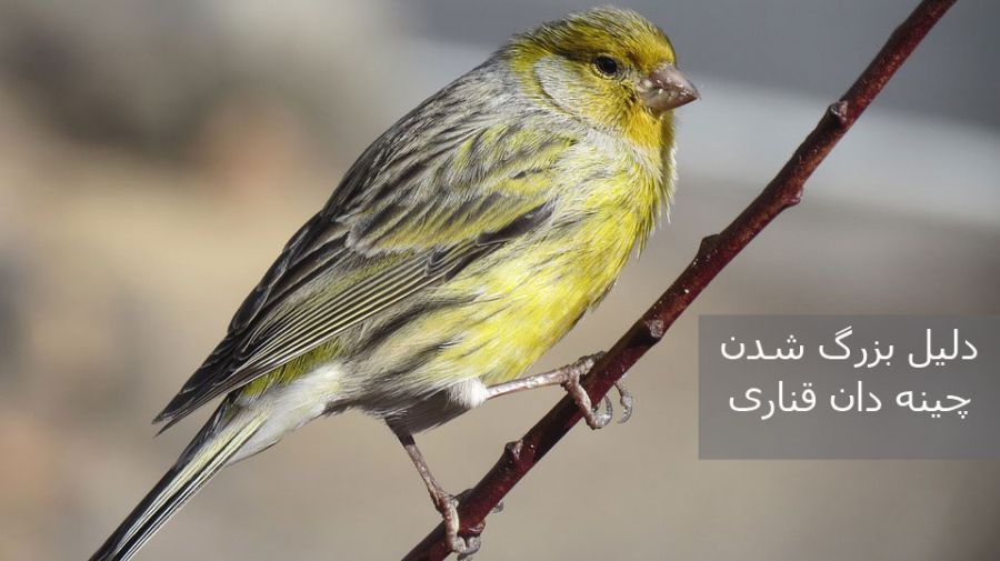 بزرگ شدن چینه دان قناری:: علائم پیشگیری و درمان فوری (2 نکته مهم)
