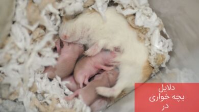 به چه علل همستر مادر اقدام به بچه خواری می کند؟ (2 نکته مهم)