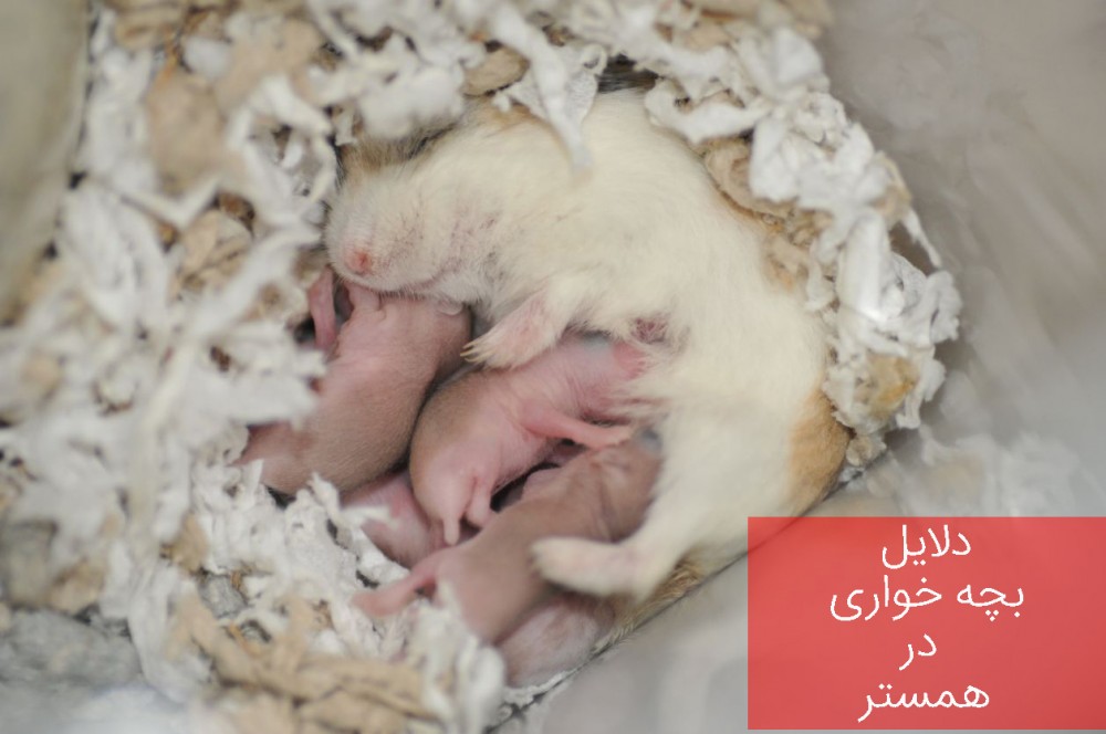 به چه علل همستر مادر اقدام به بچه خواری می کند؟ (2 نکته مهم) به چه علل همستر مادر اقدام به بچه خواری می کند؟ (2 نکته مهم)