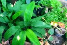 بهترین روش برای کاشت نارگیل در گلدان (2 نکته مهم)